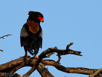 Bateleur at Sabi Sand