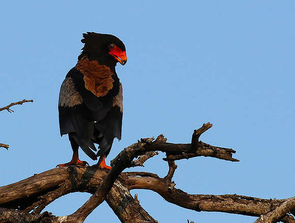 Bateleur at Sabi Sand