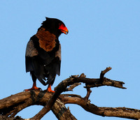 Bateleur at Sabi Sand