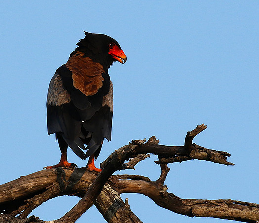 Bateleur at Sabi Sand