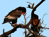Bateleur at Sabi Sand