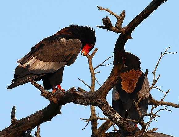 Bateleur at Sabi Sand