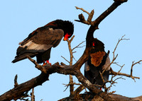 Bateleur at Sabi Sand