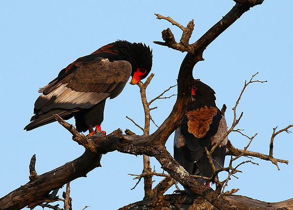 Bateleur at Sabi Sand