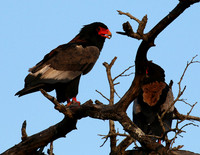 Bateleur at Sabi Sand