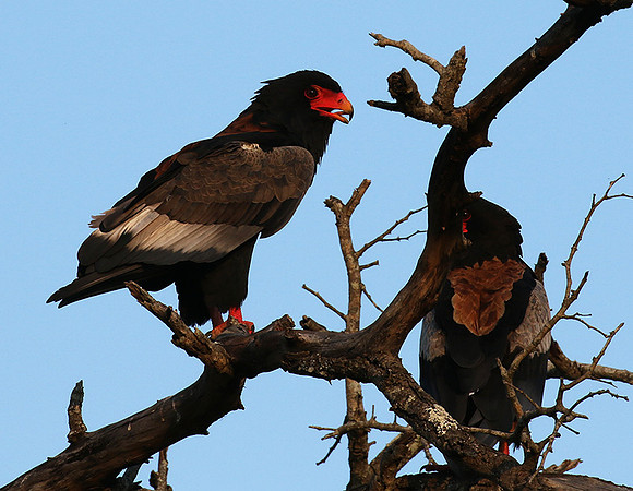 Bateleur at Sabi Sand