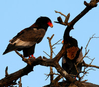 Bateleur at Sabi Sand