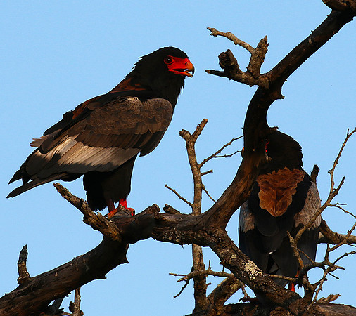 Bateleur at Sabi Sand