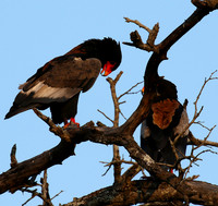 Bateleur at Sabi Sand