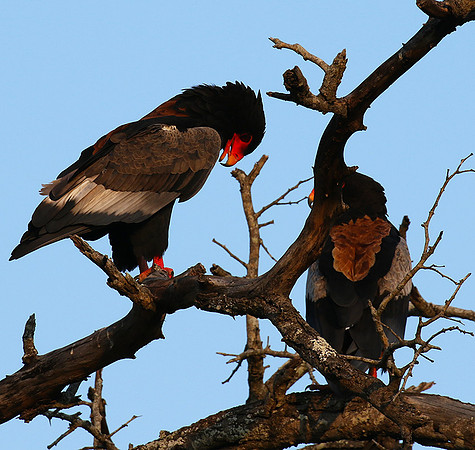 Bateleur at Sabi Sand