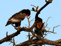 Bateleur at Sabi Sand