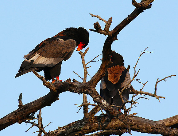 Bateleur at Sabi Sand