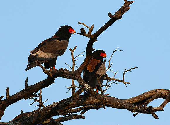 Bateleur at Sabi Sand