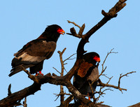 Bateleur at Sabi Sand