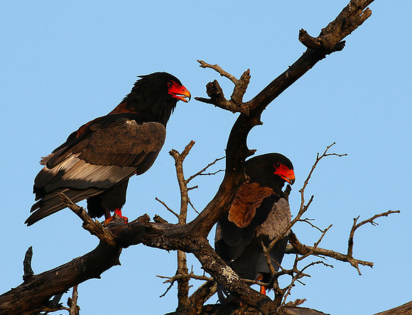 Bateleur at Sabi Sand