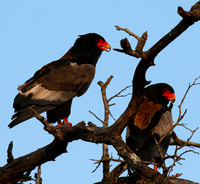 Bateleur at Sabi Sand