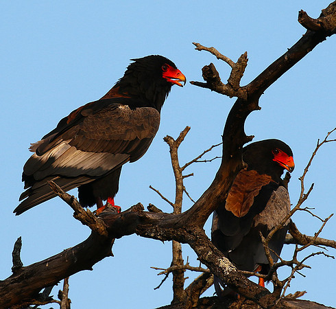 Bateleur at Sabi Sand