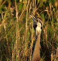 Black-bellied bustard at Sabi Sand