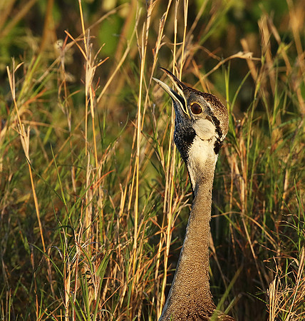 Black-bellied bustard at Sabi Sand