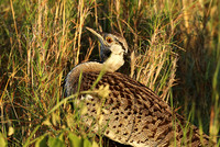 Black-bellied bustard at Sabi Sand