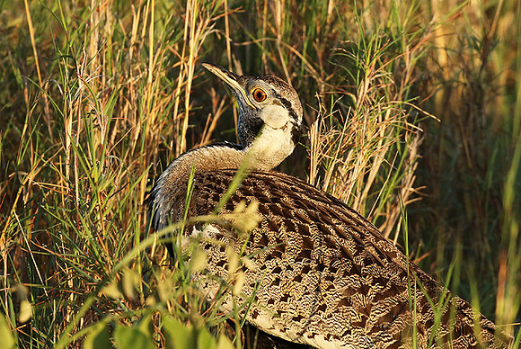 Black-bellied bustard at Sabi Sand