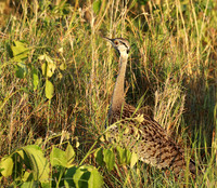 Black-bellied bustard at Sabi Sand
