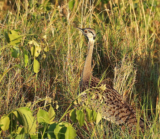 Black-bellied bustard at Sabi Sand