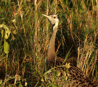 Black-bellied bustard at Sabi Sand