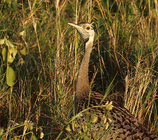 Black-bellied bustard at Sabi Sand