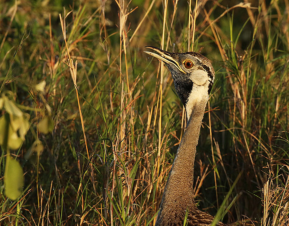 Black-bellied bustard at Sabi Sand