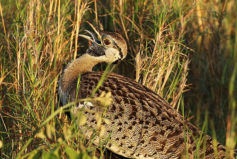 Black-bellied bustard at Sabi Sand