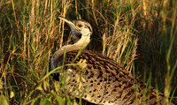 Black-bellied bustard at Sabi Sand