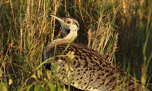 Black-bellied bustard at Sabi Sand