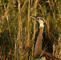 Black-bellied bustard at Sabi Sand