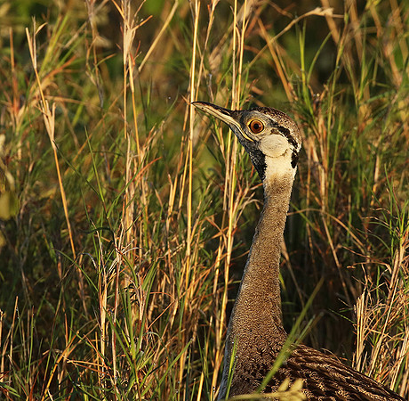 Black-bellied bustard at Sabi Sand