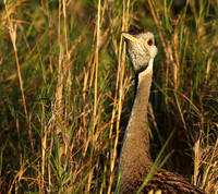 Black-bellied bustard at Sabi Sand