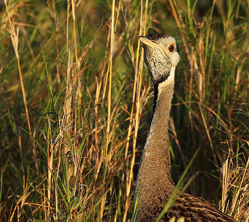 Black-bellied bustard at Sabi Sand