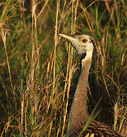 Black-bellied bustard at Sabi Sand