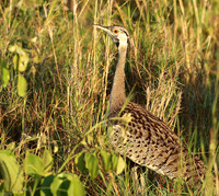 Black-bellied bustard at Sabi Sand