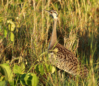 Black-bellied bustard at Sabi Sand