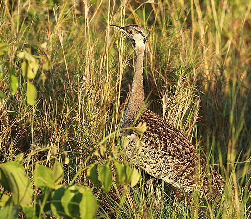 Black-bellied bustard at Sabi Sand