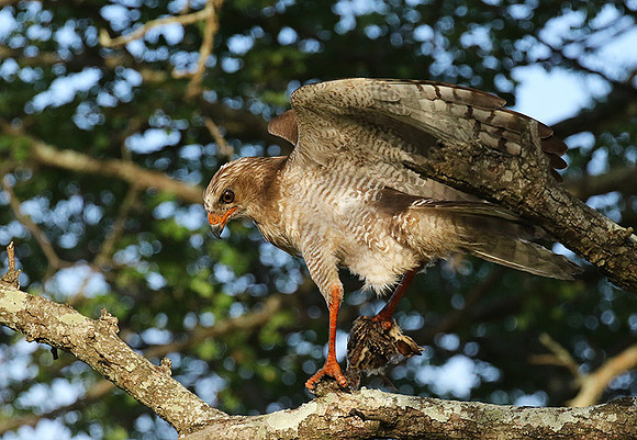 Juvenile dark chanting goshawk at Sabi Sand