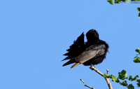 Fork-tailed drongo at Sabi Sands