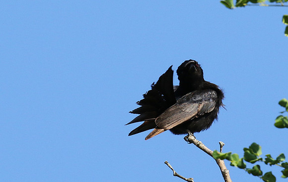 Fork-tailed drongo at Sabi Sands