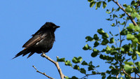 Fork-tailed drongo at Sabi Sands