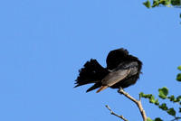 Fork-tailed drongo at Sabi Sands
