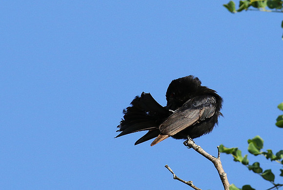 Fork-tailed drongo at Sabi Sands