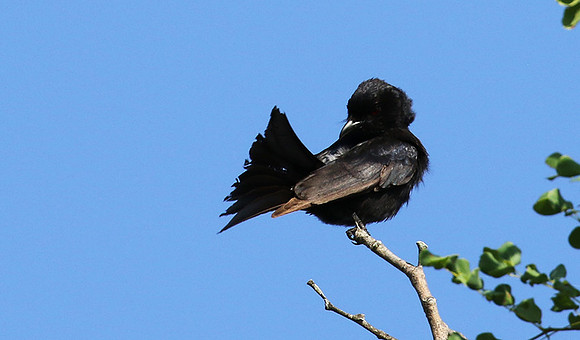 Fork-tailed drongo at Sabi Sands