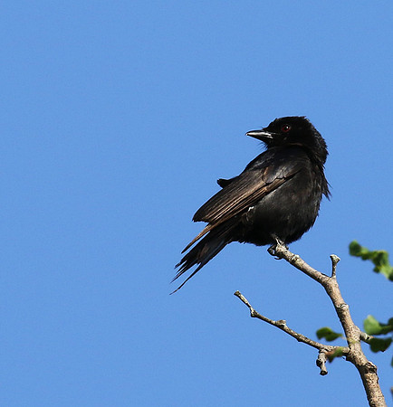 Fork-tailed drongo at Sabi Sands