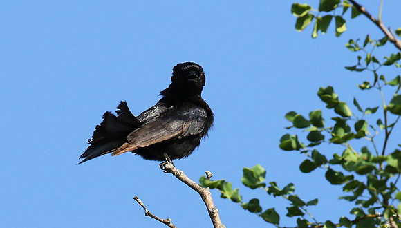 Fork-tailed drongo at Sabi Sands